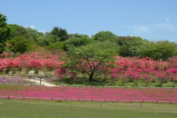 長峰公園　芝桜