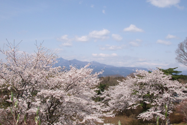 長峰公園　桜