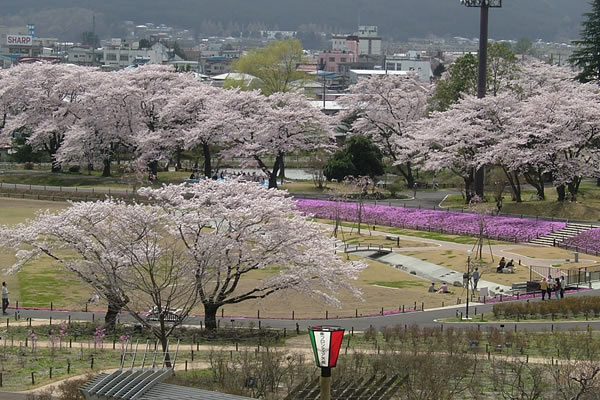 長峰公園　桜