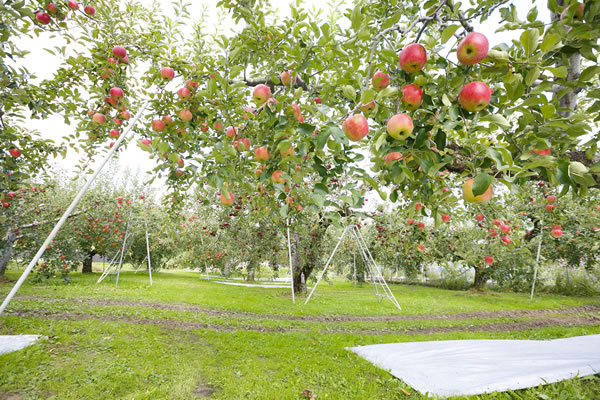 りんご農園