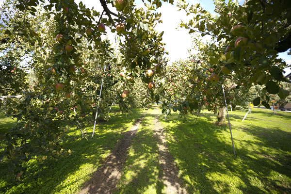 りんご農園