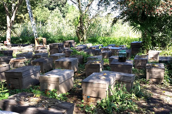 玉生美蜂場　蜂箱