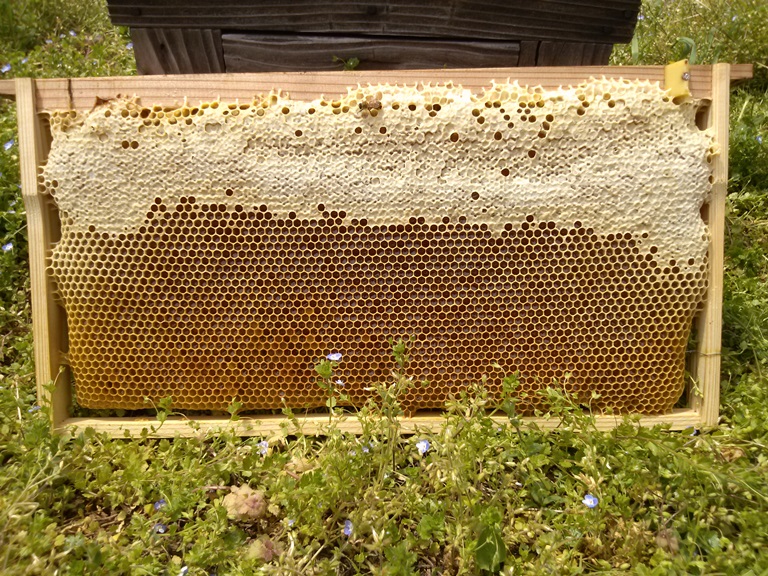 玉生美蜂場はちみつ