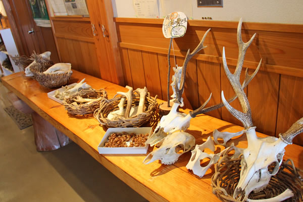 森林展示館　動物の骨