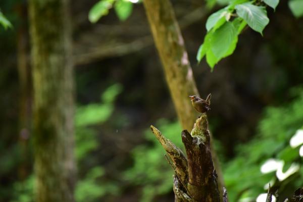 ミソサザイは日本で最も小さい野鳥
